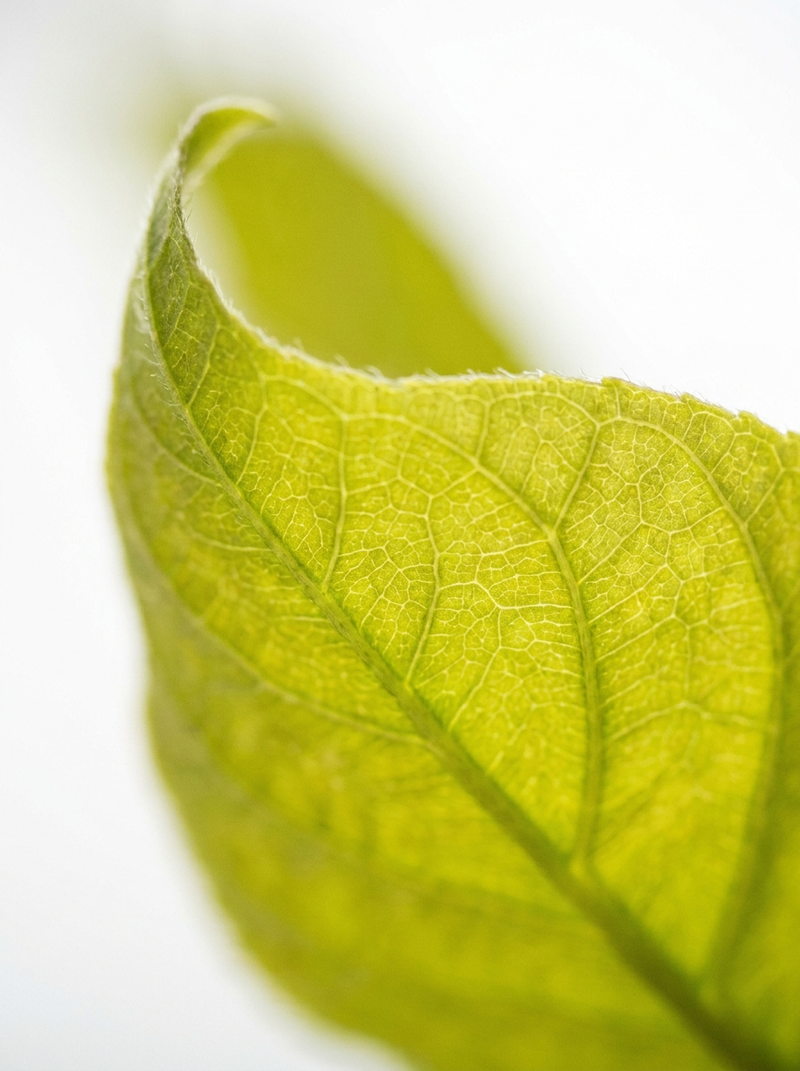 Groent blad makro - rene ingredienser